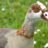 Egyptian Goose